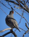 Gamble\'s Quail calling Royalty Free Stock Photo