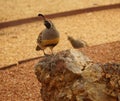 Gambles quail