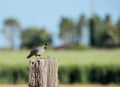 Gambles quail on sentry duty Royalty Free Stock Photo