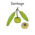 Gamboge Garcinia cambogia , medicinal plant Royalty Free Stock Photo