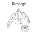 Gamboge Garcinia cambogia , medicinal plant Royalty Free Stock Photo