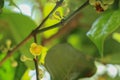 Leaf Gamboge tree in Thailand