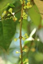 Leaf Gamboge tree in Thailand