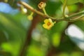 Leaf Gamboge tree in Thailand