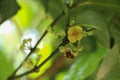 Leaf Gamboge tree in Thailand