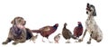 Game birds and hunting dogs Royalty Free Stock Photo