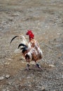 Game-cock Royalty Free Stock Photo