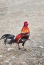 Game-cock Royalty Free Stock Photo