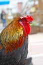 Game-cock Royalty Free Stock Photo