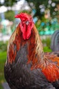 Game-cock Royalty Free Stock Photo
