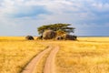 Game drive on dirt road with Safari car in Serengeti National Park in beautiful landscape scenery, Tanzania, Africa Royalty Free Stock Photo