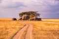 Game drive on dirt road with Safari car in Serengeti National Park in beautiful landscape scenery, Tanzania, Africa Royalty Free Stock Photo