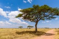 Game drive on dirt road with Safari car in Serengeti National Park in beautiful landscape scenery, Tanzania, Africa Royalty Free Stock Photo