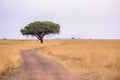 Game drive on dirt road with Safari car in Serengeti National Park in beautiful landscape scenery, Tanzania, Africa Royalty Free Stock Photo