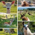 Game farm zoo collage