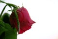 Game over - end of love, withered red rose with white background Royalty Free Stock Photo