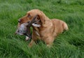 Game shoot dog with partridge Royalty Free Stock Photo