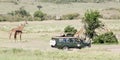 Game viewing vehicle and giraffes