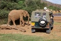 Game viewing vehicle in the savanna