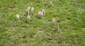 Game of Wooden pine sticks on grass