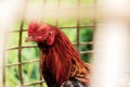 Gamecock in cage Royalty Free Stock Photo