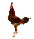 Gamecock or Cockfight isolated.