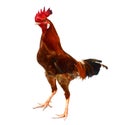 Gamecock or Cockfight isolated.