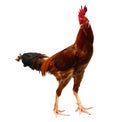 Gamecock or Cockfight isolated.