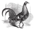 Gamecock or Game Rooster or Game Cockerel or Gallus gallus