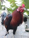 side angle view of gamecock rooster in the flying pen Royalty Free Stock Photo