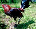 Gamecock rooster in wet look in the grass