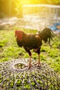 Gamecocks on bamboo coop Royalty Free Stock Photo
