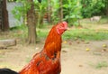 Gamecocks is beautiful at Thailand Royalty Free Stock Photo