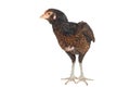 Gamecocks(hen) Royalty Free Stock Photo