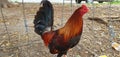 Gamefowl Fighting Cock Rooster Royalty Free Stock Photo