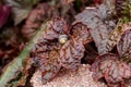 Heuchera americana Palace Purple