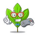 Gamer sassafras leaf in the mascot pots