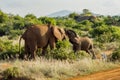 Games between two elephants in the savannah Royalty Free Stock Photo