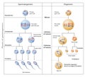 During gametogenesis, diploid or haploid precursor cells divide and differentiate to form mature haploid gamete.