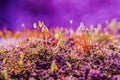 gametophytes and sporophytes of carpet moss , mnium hornum or little plants come to life Royalty Free Stock Photo