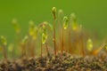 gametophytes and sporophytes of carpet moss , mnium hornum or little plants come to life in winter time Royalty Free Stock Photo