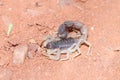 Gamkaberg Nature Reserve, Western Cape: South Africa Thick tailed scorpion