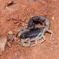 Gamkaberg Nature Reserve, Western Cape: South Africa Thick tailed scorpion