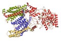 Gamma secretase protein complex. Multi-subunit intramembrane protease that plays role in processing of proteins such as amyloid Royalty Free Stock Photo