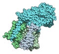 Gamma secretase protein complex. Multi-subunit intramembrane protease that plays role in processing of proteins such as amyloid Royalty Free Stock Photo