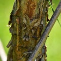 Gammafly Autographa gamma well camouflaged