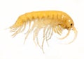 Gammarus balcanicus (Amphipoda) a small crustacean Royalty Free Stock Photo