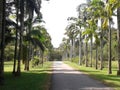 Gampaha botanical garden Royalty Free Stock Photo