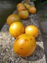 The Gandaria fruit
