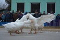 White ganders fight Royalty Free Stock Photo